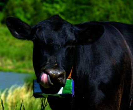 A cow in a field