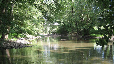 A stream surrounded by trees