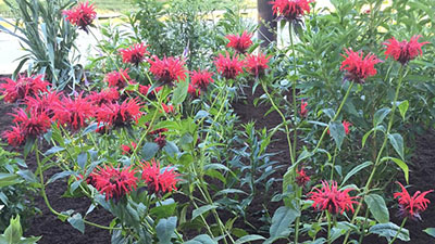 Flowers at the butterfly garden