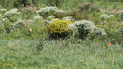 Flowers in a field