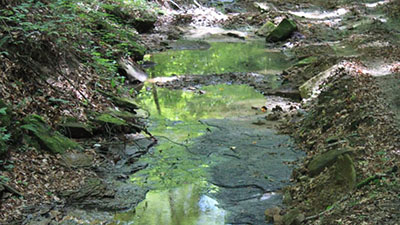 A stream surrounded by trees