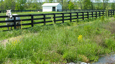 A horse at the Maine Chance Farm