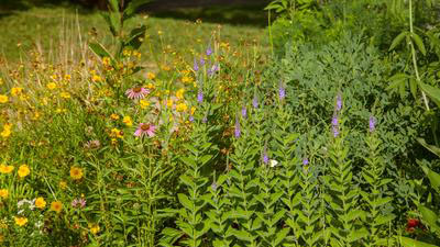 UK Healthcare butterfly garden