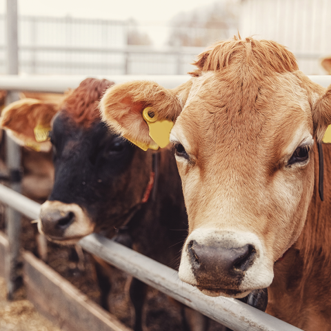 cattle facilities